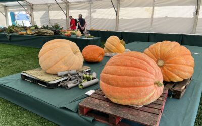 Giant Vegetable Competition