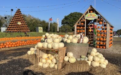 Pumpkin Crazy!